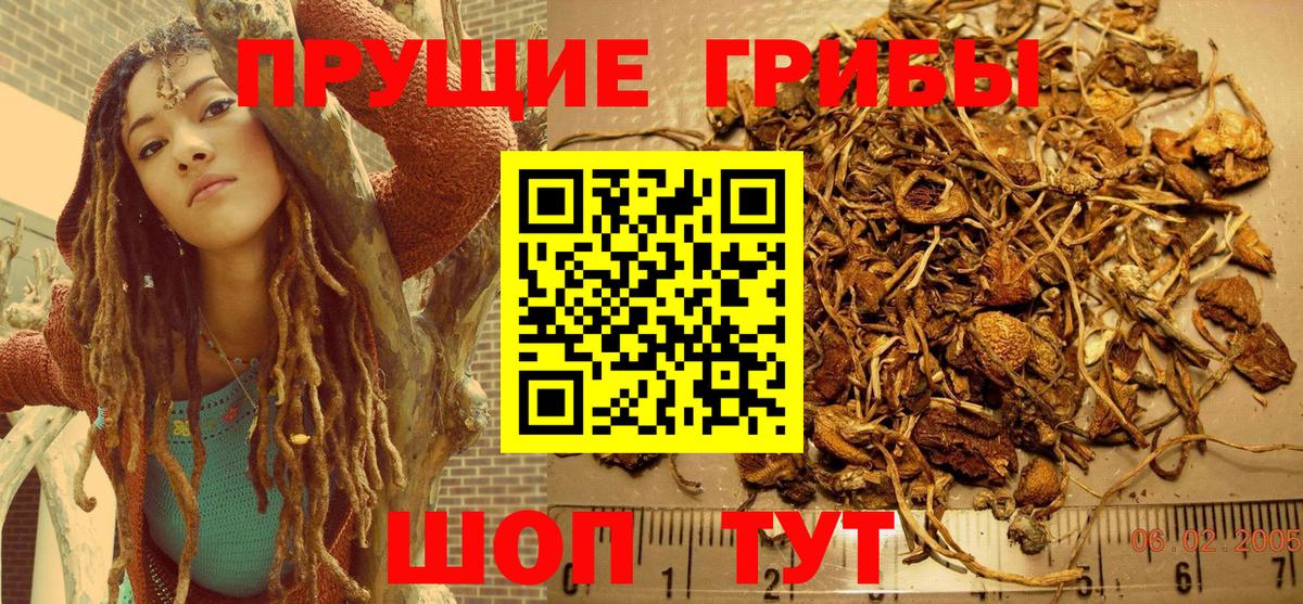 Саратов  Галлюциногенные грибы Psilocybine cubensis  Вход с VPN  Псилоцибиновые грибы прущие грибы 